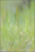 unauffällig... Großes Zweiblatt *Listera ovata*