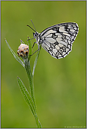 immer wieder schön... Schachbrettfalter *Melanargia galathea*