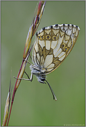 das Weibchen... Schachbrettfalter  *Melanargia galathea*