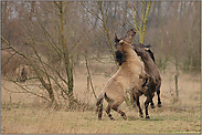 Rivalen... Konikpferde *Equus ferus*
