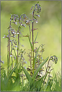 erheblich gefährdet... Sumpf-Stendelwurz *Epipactis palustris*