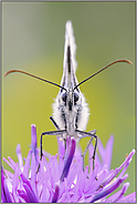 frontal... Schachbrettfalter *Melanargia galathea*