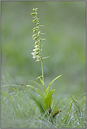 am Waldrand... Müllers Stendelwurz *Epipactis muelleri*