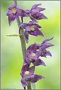 Blütendetails... Braunrote Stendelwurz *Epipactis atrorubens*