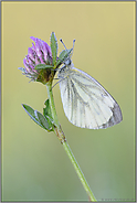 in Ruhestellung... Senfweißling *Leptidea sinapis*