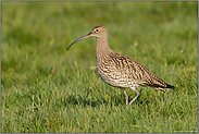 vertan, vertan... Großer Brachvogel *Numenius arquata*