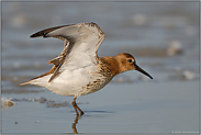 Morgengymnastik... Alpenstrandläufer *Calidris alpina*