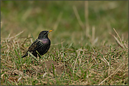 auf Nahrungssuche...  Star *Sturnus vulgaris*