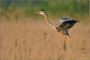 angepasst... Purpurreiher *Ardea pupurea*