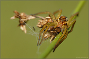 in den Binsen...   Gerandete Jagdspinne *Dolomedes fimbriatus*