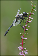 am Heidesee... Schwarze Heidelibelle *Sympetrum danae*