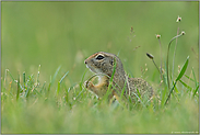 tagaktiv... Europäisches Ziesel *Spermophilus citellus*