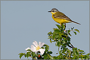 auf der Heckenrose... Schafstelze *Motacilla flava*