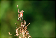 im Prachtkleid... Bluthänfling *Carduelis cannabina*