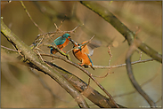 Übergabe des Brautgeschenkes... Eisvogel *Alcedo atthis*