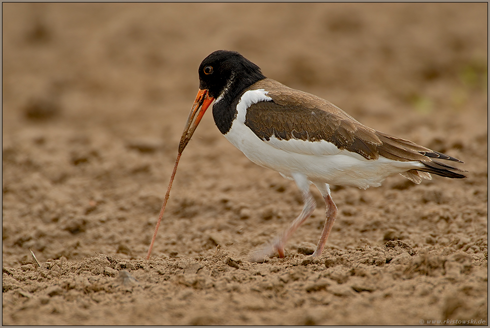 hier geht's um den Wurm...  Austernfischer *Haematopus ostralegus*
