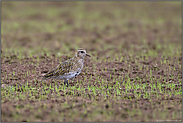 im Schlichtkleid "Vogel des Jahres 1974"... Goldregenpfeifer *Pluvialis apricaria* auf dem Vogelzug bei der Herbstrast auf einem Getreidefeld