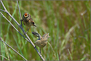 sperren... Schwarzkehlchen *Saxicola torquata*