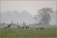 in der Moorniederung... Grauer Kranich *Grus grus*, kleine Gruppe bei verhangenem Wetter