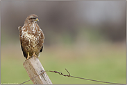 Pfahlhocker... Mäusebussard *Buteo buteo*