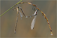 vor der Paarung... Gemeine Binsenjungfer *Lestes sponsa*