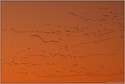 Ferienflieger... Gänse am Abendhimmel