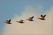 im Überflug... Rostgänse *Tadorna ferruginea*