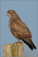 nah d'ran... Mäusebussard *Buteo buteo*