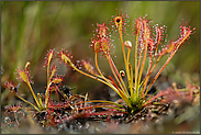 schnell zu übersehen...   Mittlerer Sonnentau *Drosera intermedia*