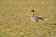 auf dem Feld... Saatgans *Anser fabalis*