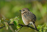 in der Hecke... Schwarzkehlchen *Saxicola torquata*