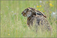 mit angelegten Ohren... Feldhase *Lepus europaeus*