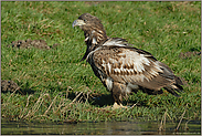 Streuner...  Seeadler *Haliaeetus albicilla* (1/11)