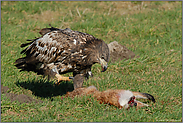 besitzergreifend...  Seeadler, juv. *Haliaeetus albicilla* (7/11)