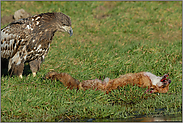 kritischer Blick... Seeadler, juv. *Haliaeetus albicilla* (4/11)