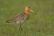 elegant... Uferschnepfe *Limosa limosa*