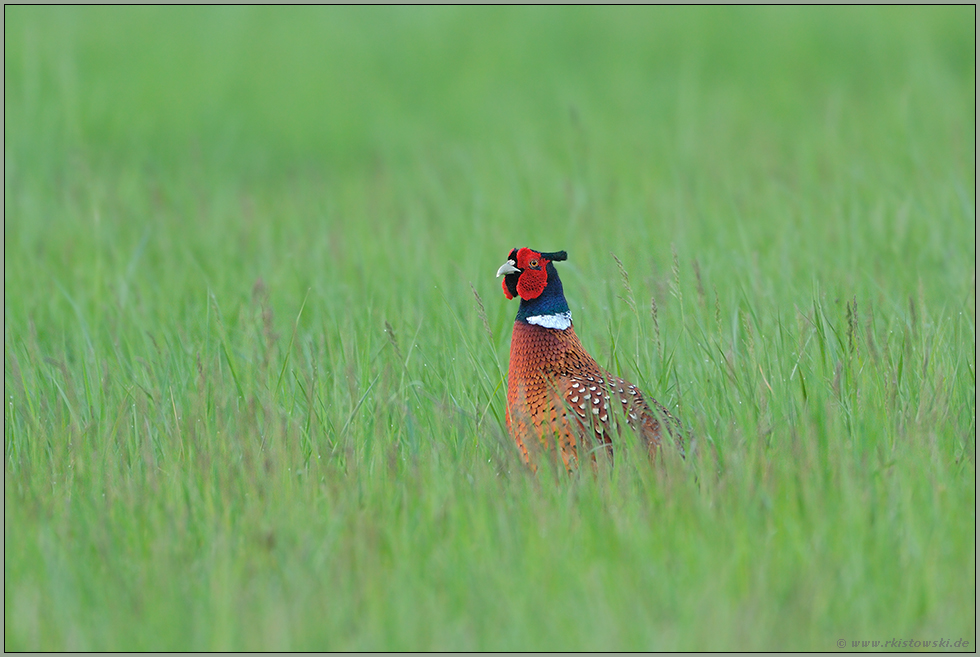 im saftigen Gras... Fasan *Phasianus colchicus*