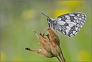 gerändert... Schachbrettfalter *Melanargia galathea*