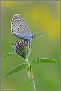 in zwei Generationen... Rotklee-Bläuling *Polyommatus semiargus*