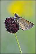 schwarz oder braun... Braunkolbiger Braun-Dickkopffalter *Thymelicus sylvestris *