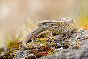 im Tagesrhytmus... Zauneidechse *Lacerta agilis*