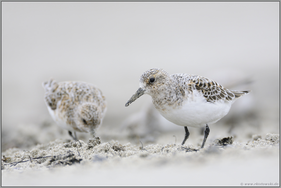 Strandläufer... Sanderling *Calidris alba*