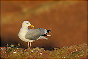 am Lummenfelsen... Silbermöwe *Larus argentatus*