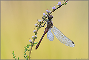 die Heide blüht... Blutrote Heidelibelle  *Sympetrum sanguineum*