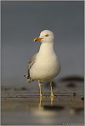 bei Ebbe... Mittelmeermöwe *Larus michahellis*