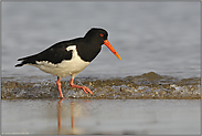 im Flutsaum... Austernfischer *Haematopus ostralegus*