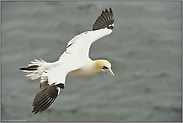 auf Helgoland...  Basstölpel *Morus bassanus*