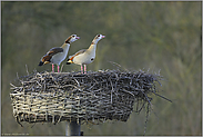 Größenwahn... Nilgänse *Alopochen aegyptiacus*