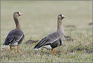 am Niederrhein... Blässgänse *Anser albifrons*