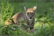 Beute... Eurasischer Luchs *Lynx lynx*